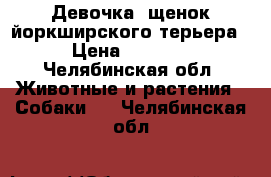 Девочка  щенок йоркширского терьера › Цена ­ 6 000 - Челябинская обл. Животные и растения » Собаки   . Челябинская обл.